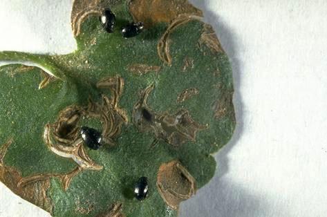 Adult flea beetles damaging dichondra.