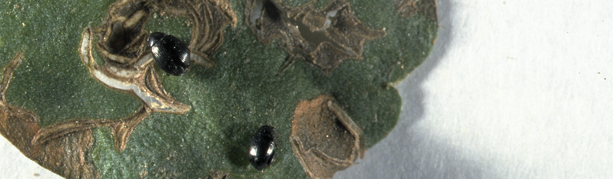 Adult flea beetles and damage to a dichondra leaf.