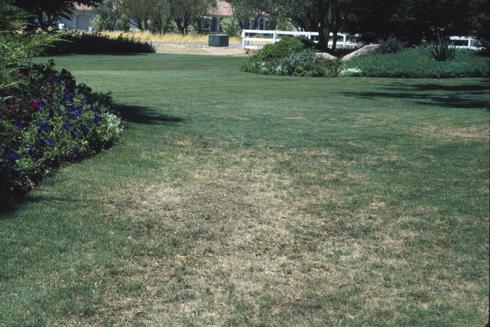 Damage to bermudagrass by dichondra flea beetle, <I>Chaetocnema repens.</I>  .