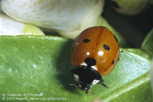 Adult sevenspotted lady beetle, Coccinella septempunctata.