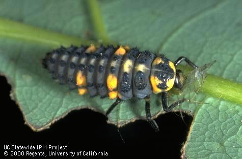 Larva of sevenspotted lady beetle, Coccinella septempunctata, eating an aphid.