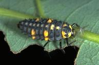 Sevenspotted lady beetle larva eating an aphid