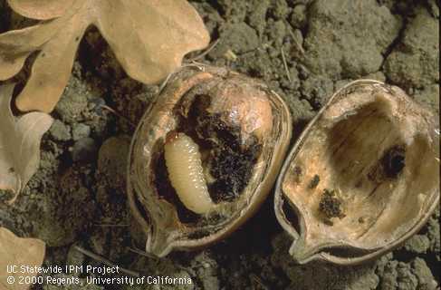 Larvae of filbert weevil, <i>Curculio</i> sp., and its frass (excrement) exposed inside an acorn.