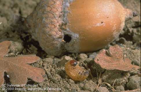 Prepupa of filbert weevil, <i>Curculio</i> sp., beside acorn with hole from which it emerged after feeding inside.