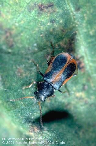 Adult collops beetle.