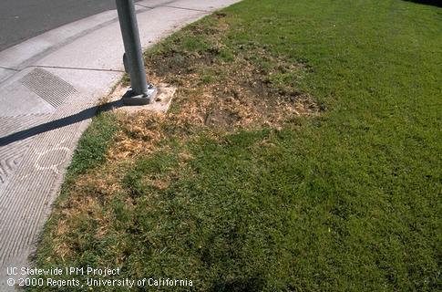 Areas of grass killed by masked chafer larvae.