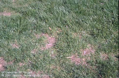 Tall fescue turfgrass damaged by white grubs, larvae of a masked chafer, <I>Cyclocephala</I> sp.