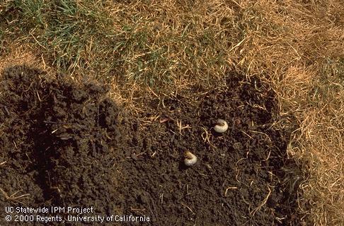 Masked chafer grub larvae on soil under dead bermudagrass.