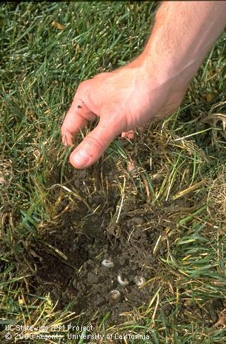 Masked chafer larvae exposed underneath turfgrass.