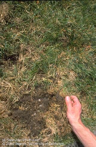 Masked chafer larvae exposed underneath turfgrass.