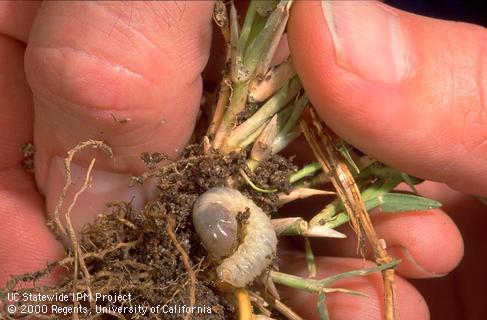 Side view of a masked chafer grub larva on bermudagrass roots.