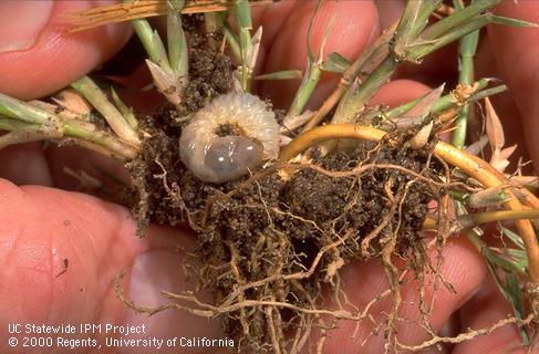 Side view of a masked chafer grub larva on bermudagrass roots.