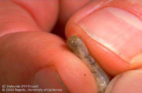 Identifying anal hairs raster pattern of a masked chafer grub larvae.