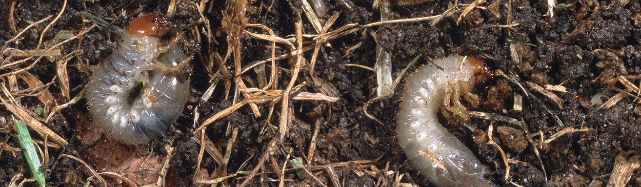 Masked chafer larvae.