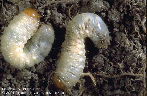 Healthy masked chafer grub (left) and grub poisoned by chloronicotinyl insecticide (right).