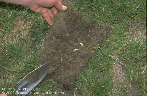 Pulling back damaged lawn cut to reveal 2 masked chafer larvae on soil.