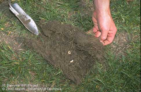 Pulling back damaged lawn cut to reveal 2 masked chafer larvae on soil.