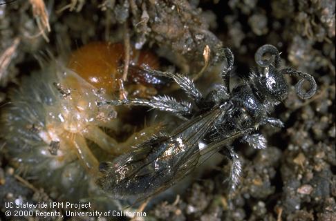 Adult Tiphia tempeae parasite on masked chafer larva.