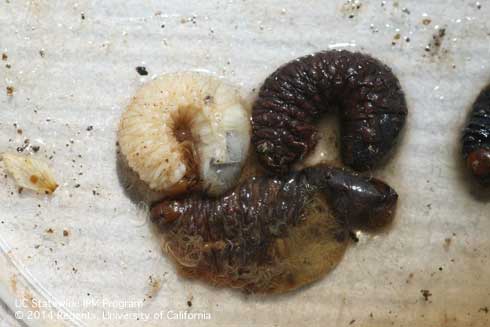 Healthy white masked chafer grubs, <i>Cyclocephala longula,</i> (top left) turn black when infected by the entomopathogenic nematode, <i>Heterorhabditis bacteriophora,</i> (top right). Nematodes can be seen when infected grubs are split open (bottom center).