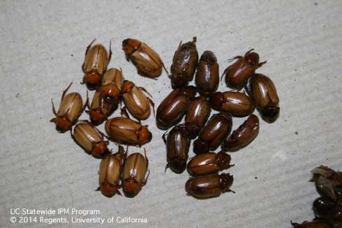 Adult <i>Cyclocephala longula</i> scarab beetles extracted from the soil of a blueberry field. Lighter beetles on the left are healthy and darker beetles on the right are infected by the entomopathogenic nematode, <i>Heterorhabditis bacteriophora.</i>.