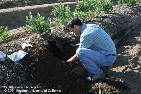 Monitoring for masked chafer, <i>Cyclocephala longula,</i> grubs in blueberries.