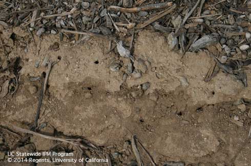 Holes in the side of the berm are an indication of adult emergence of masked chafer beetles, <i>Cyclocephala longula,</i> in blueberries.