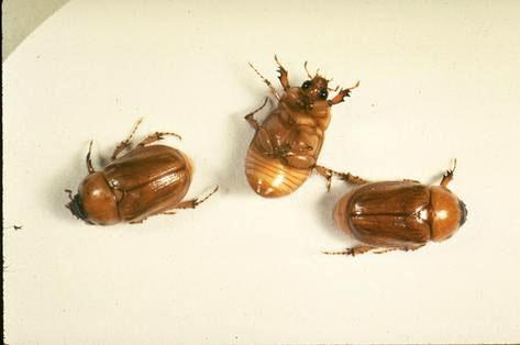 White grub adults.