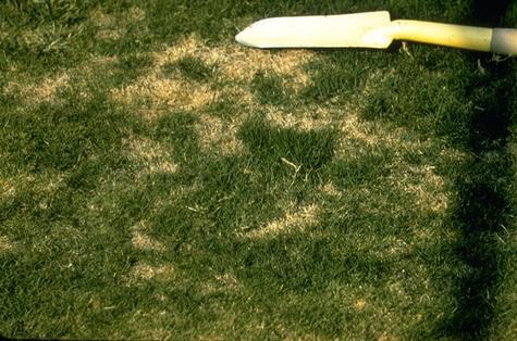 Bermudagrass damaged by white grub larvae.