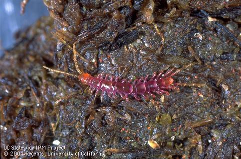 Adult centipede.