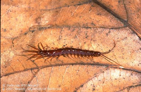 Adult centipede.