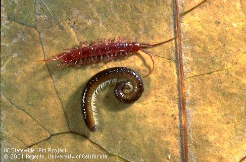 Adult centipede (top) and millipede (bottom).