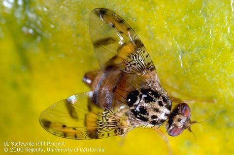 Mediterranean fruit fly, <i>Ceratitis capitata,</i> adult.