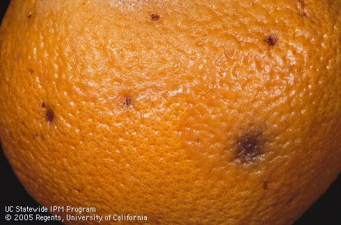 Oviposition stings of Mediterranean fruit fly, <I>Ceratitis capitata,</I> in the surface of an orange.