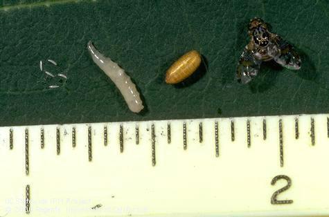 Life stages of the Mediterranean fruit fly, <i>Ceratitis capitata</i>.