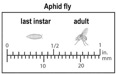 Relative size of last instar and adult of predaceous aphid fly (Chamaemyiidae).