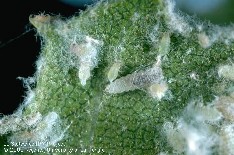 Larvae of a predaceous aphid fly (Chamaemyiidae) in a colony woolly oak aphids, <i>Stegophylla</i> sp.