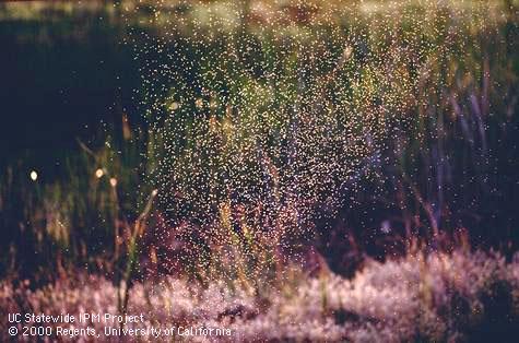 Adult rice seed midges.