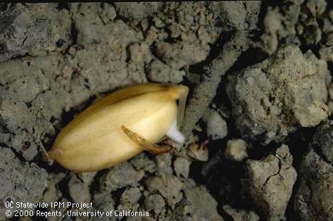 Larva of rice seed midges.