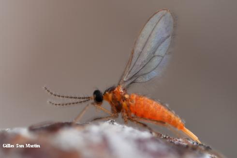 Adult female Douglas-fir needle midge, <i>Contarinia pseudotsugae</i>.