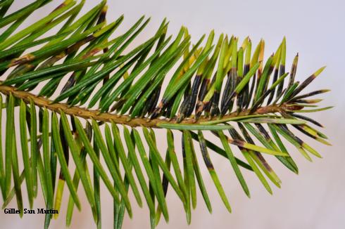 Needles blackened, browned, and yellowed by feeding inside by larvae of Douglas-fir needle midge, <i>Contarinia pseudotsugae</i>.