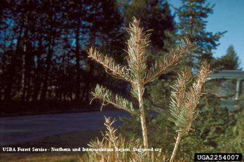 Foliage browning from feeding inside of needles by larvae of Douglas-fir needle midge, <i>Contarinia pseudotsugae</i>.