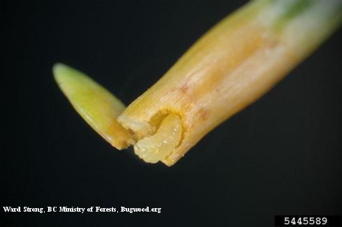 Larva of Douglas-fir needle midge, <i>Contarinia pseudotsugae</i>, exposed in its mine.