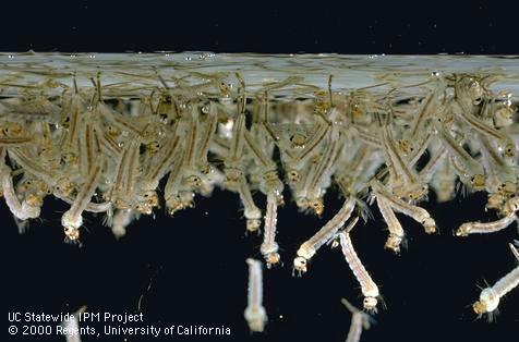 Larva of encephalitis mosquito.