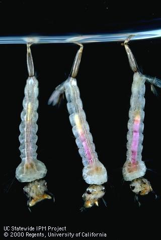 Three encephalitis mosquito larvae with pH indicator in gut.