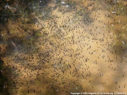 Hundreds of mosquito larvae in a small roadside storm water basin.