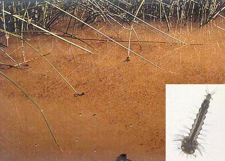 Aggregation of foul water mosquitoes (<I>Culex quinquefasciatus</I> and <I>Culex stigmatosoma)</I> near the outflow of secondary-treated sewage entering a constructed treatment wetland.