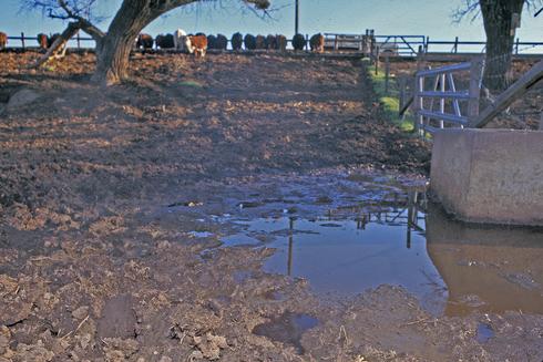 Standing water, such as shown here in a cattle feedlot, can serve as a breeding ground for mosquitoes.