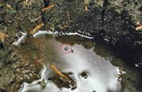 A mosquito (circled) emerges from a water-filled hoofprint caused by putting livestock on a wet pasture.