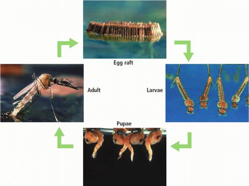 Life cycle of a mosquito showing female laying eggs (upper left), raft of eggs (upper left), larvae (lower left), and pupae (lower right).