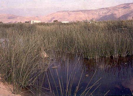 A constructed treatment wetland incorporating a mixture of emergent plants in shallow marshes and deep-water zones.